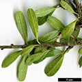 SpeciesSub: subsp. graeca